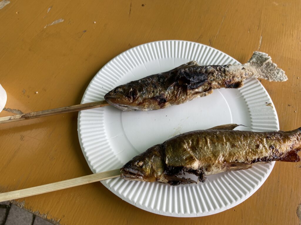 上が養殖、下が今朝取れた天然の鮎